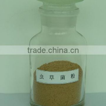 Cordyceps extract