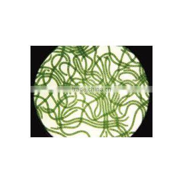 Spirulina Extract