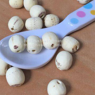 Lotus Seed Lotus Nut Lotus Kernel Dried Handmade White Lotus Seed Without Core Plumule photo-5