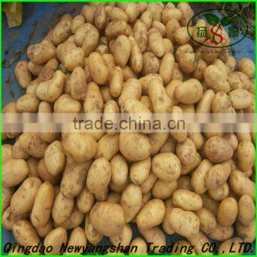 Bright Red Fresh Apple/Outstanding Chinese Exporters photo-4