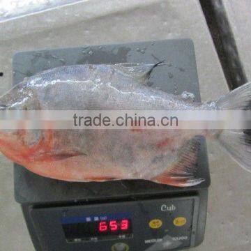 Frozen red Pomfret Fish