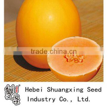 Golden NO.1 golden skin high yield hybrid melon seeds