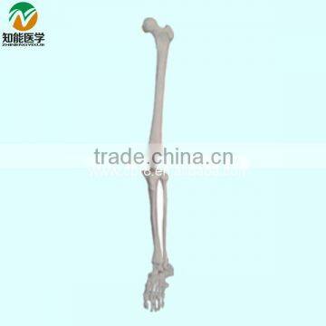 Life-Size Lower limb ( Left\ Right arm) skeleton Model BIX-A1030