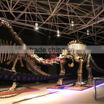 Indoor Equipment Museum Exhibition life-size Simulation Dinosaur Skeleton Fossils