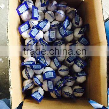 New Season Chinese Normal White Garlic photo-5