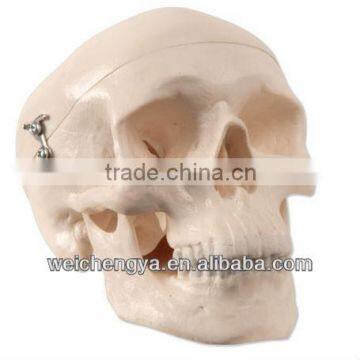 Miniature Plastic Human Skull Model