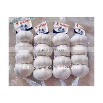 2011 Chinese Fresh Garlic