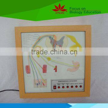 Low priced spinal nerve's Composition and distribution electric model