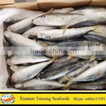 Good Quality Sea Frozen Muro-aji Decapterus Maruadsi