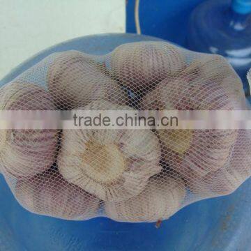5cm fresh white garlic 500g bag