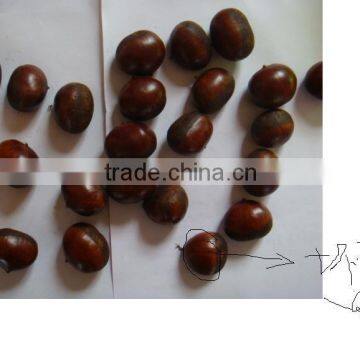 2014 crop raw material Fresh Chestnut in shell grade AA