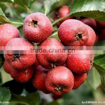 2015 Popular Healthy no Additive and Good for Digestion Haw Soft Drinks photo-4