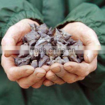 Water Caltrop (Trapa Natans) photo-2