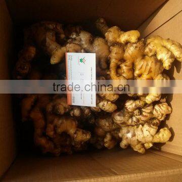 Hot sale competitive price new harvested young ginger