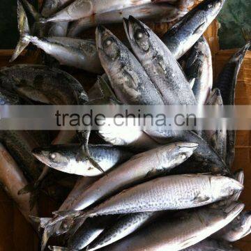 Frozen spanish mackerel