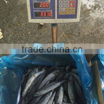 Whole Round Frozen Seafood Horse Mackerel Fish photo-2