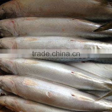 Pacific Mackerel 400~600g photo-4