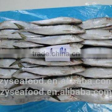 Chinese Frozen Sardine Fish