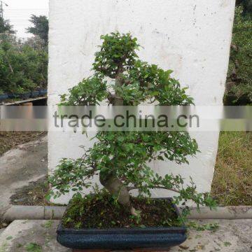 Zelkova Ball 35cm Bonsai exporter