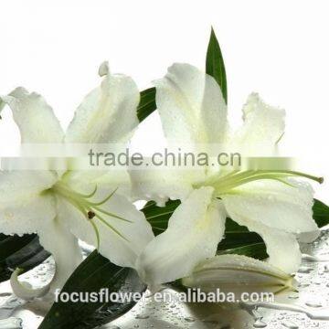 Supply Special Cut Fresh White Lily With High Quality photo-2