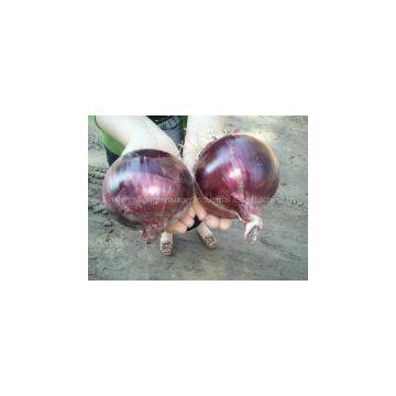 Fresh Onion photo-3