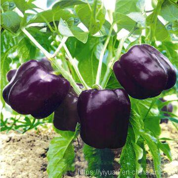 purple pepper seeds sweet pepper greenhouse plant  pepper seeds no.23