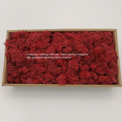 10Kg/5Kg/1Kg/500g Preserved Moss in Box for Wall Wedding Party Company Decoration 20+Colors