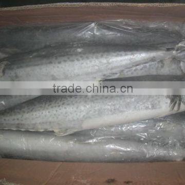 Cheap Wholesale Frozen Mackerel Spanish mackerel