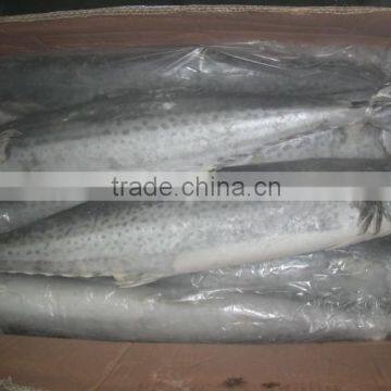 Cheap Frozen Spanish Mackerel With Highly Quality