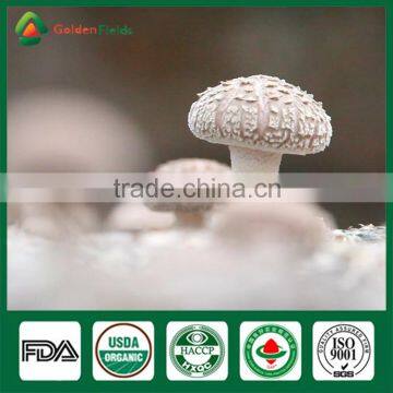 Nutritious Shiitake,White Flower Shiitake Mushroom Planter photo-6