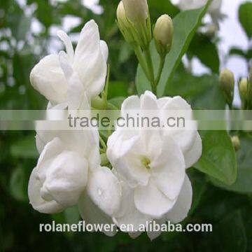 wholesale high Quality fresh cut jasmine flower