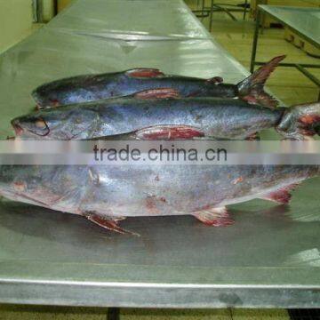 Cat Fish Whole Round photo-2