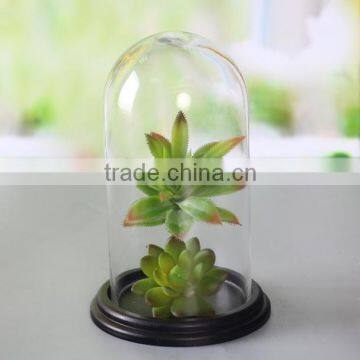 Dome shape glass docoration with black wooden base