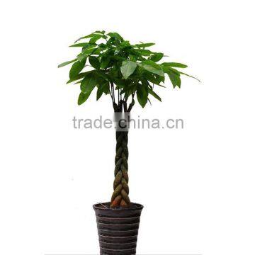 potted pachira macrocarpa money tree plant