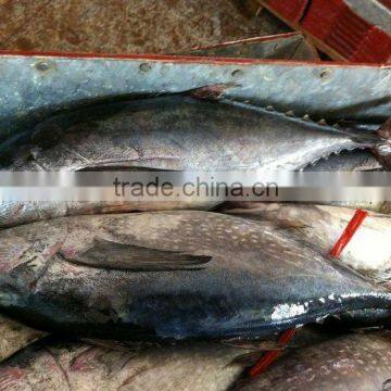 Frozen Thunnus Tonggol