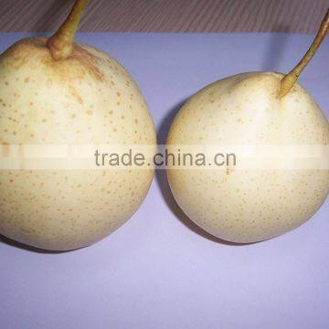 Ya Pear 80-96-112 18kg Carton Packing