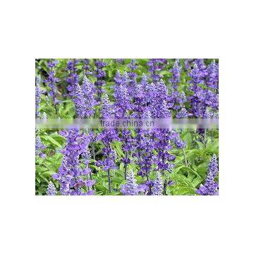 Salvia farinacea (Salvia Blue, Salvia Perennial, Mealy Blue Sage, Mealy Sage, Mealy-cup Sage, Mealycup Sage)