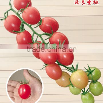 Hybrid Cherry tomato seeds for growing- New Sainto