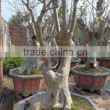 Lagerstroemia Indica L. Nursery