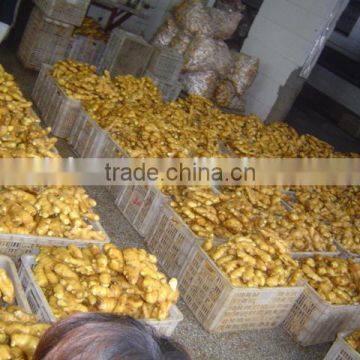 2016 Fresh Ginger photo-6