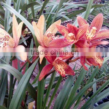 Cymbidium hybridum faberi(Drunken beauty)