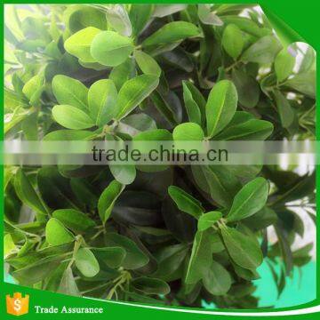 Mini Bonsai Artificial Ficus Trees photo-4