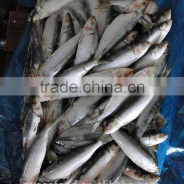 Frozen Sardine Fish photo-2