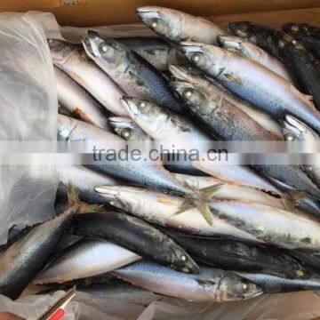 2016 Landing Sea Frozen Mackerel 250-300g photo-2