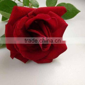 Pure Red Color Fresh Cut 2016 High Quality Fresh Cut Flowers Red Rose Wholesale From Yunnan