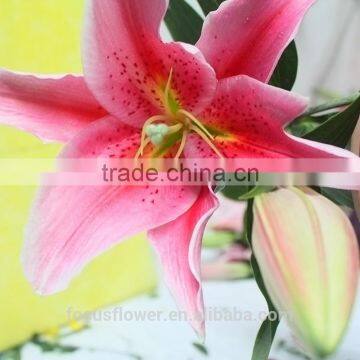 Wholesale types of fresh cut flowers lilies with pink light color