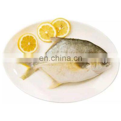 top quality golden pomfret frozen golden pompano frozen golden pomfret fish