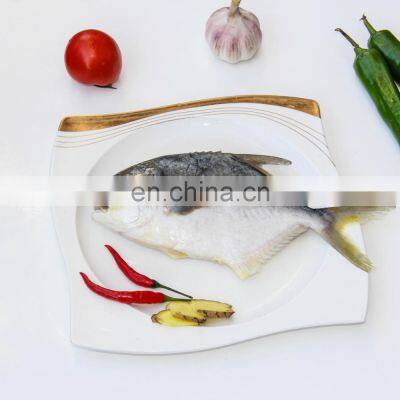 golden pompano frozen golden pompfret frozen golden pompano fish trachinotus ovatus