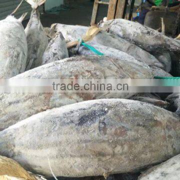 Whole Round 3.4kgs up Frozen Skipjack Tuna Fish