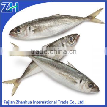 Frozen big eye horse mackerel fillet low price